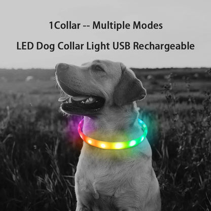 D Buckle USB Rechargeable Dog Collar