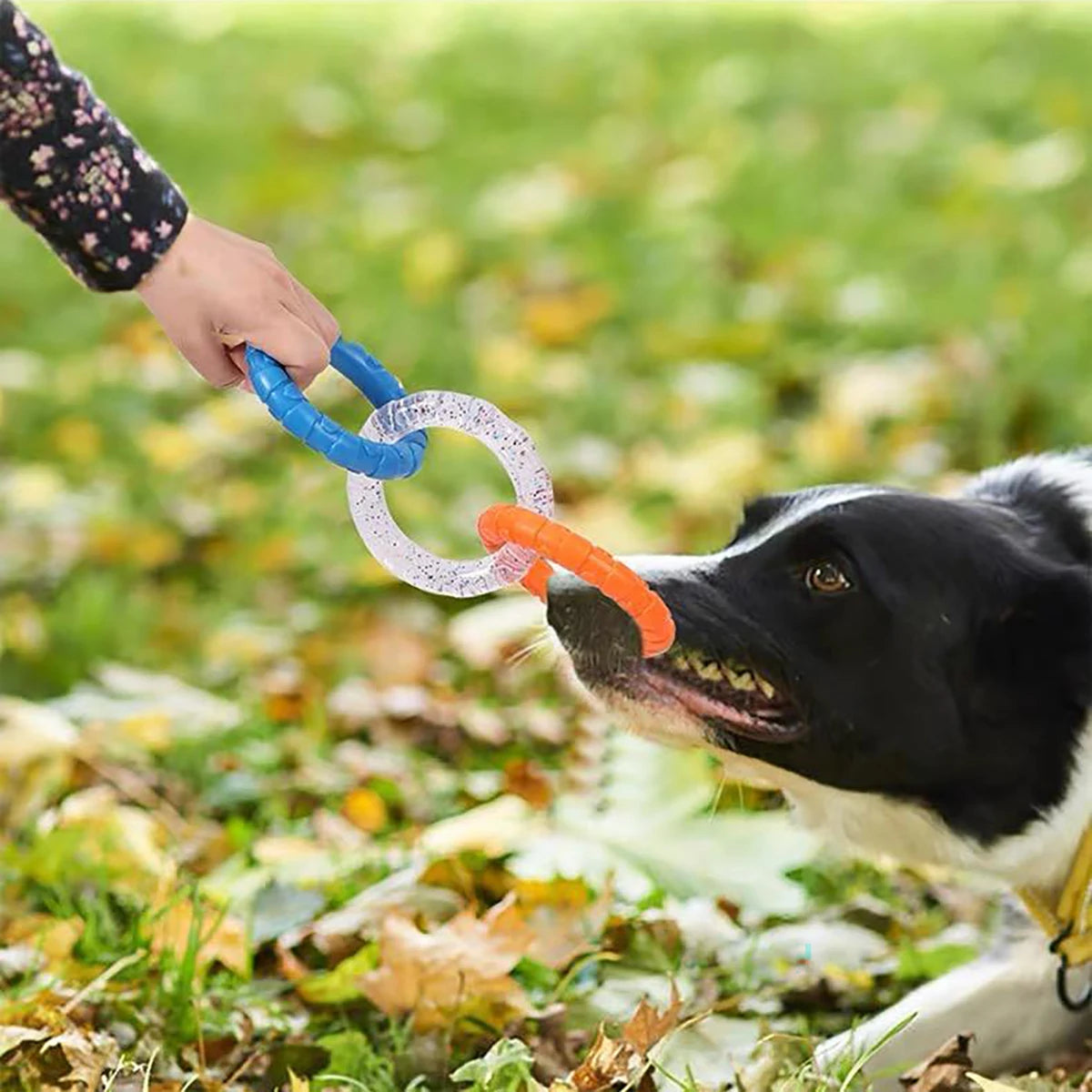 Dog TPR Ring Chew Toy