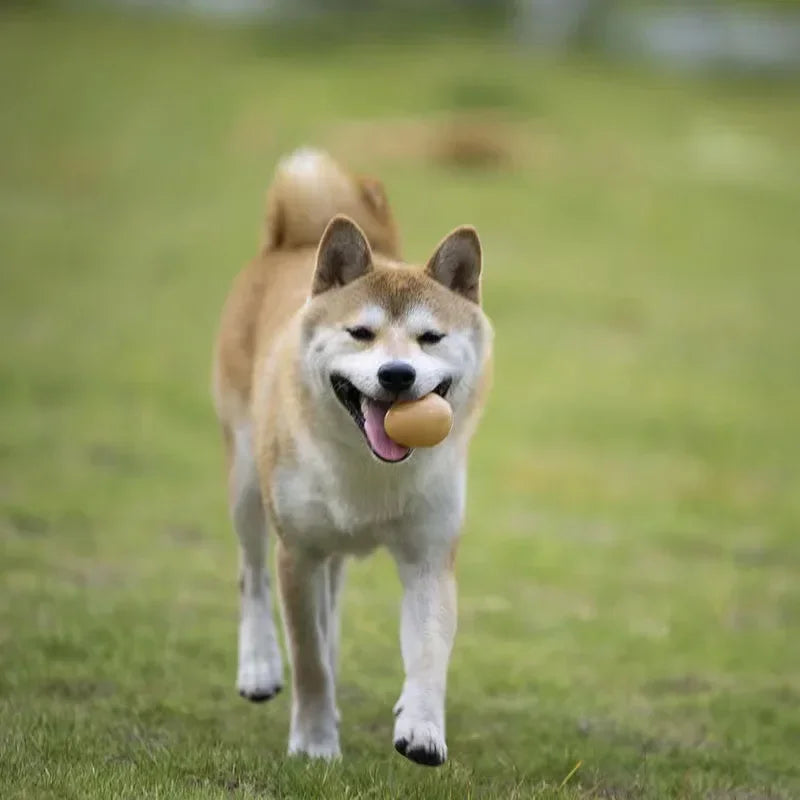 Dog Squeaky Egg Toy