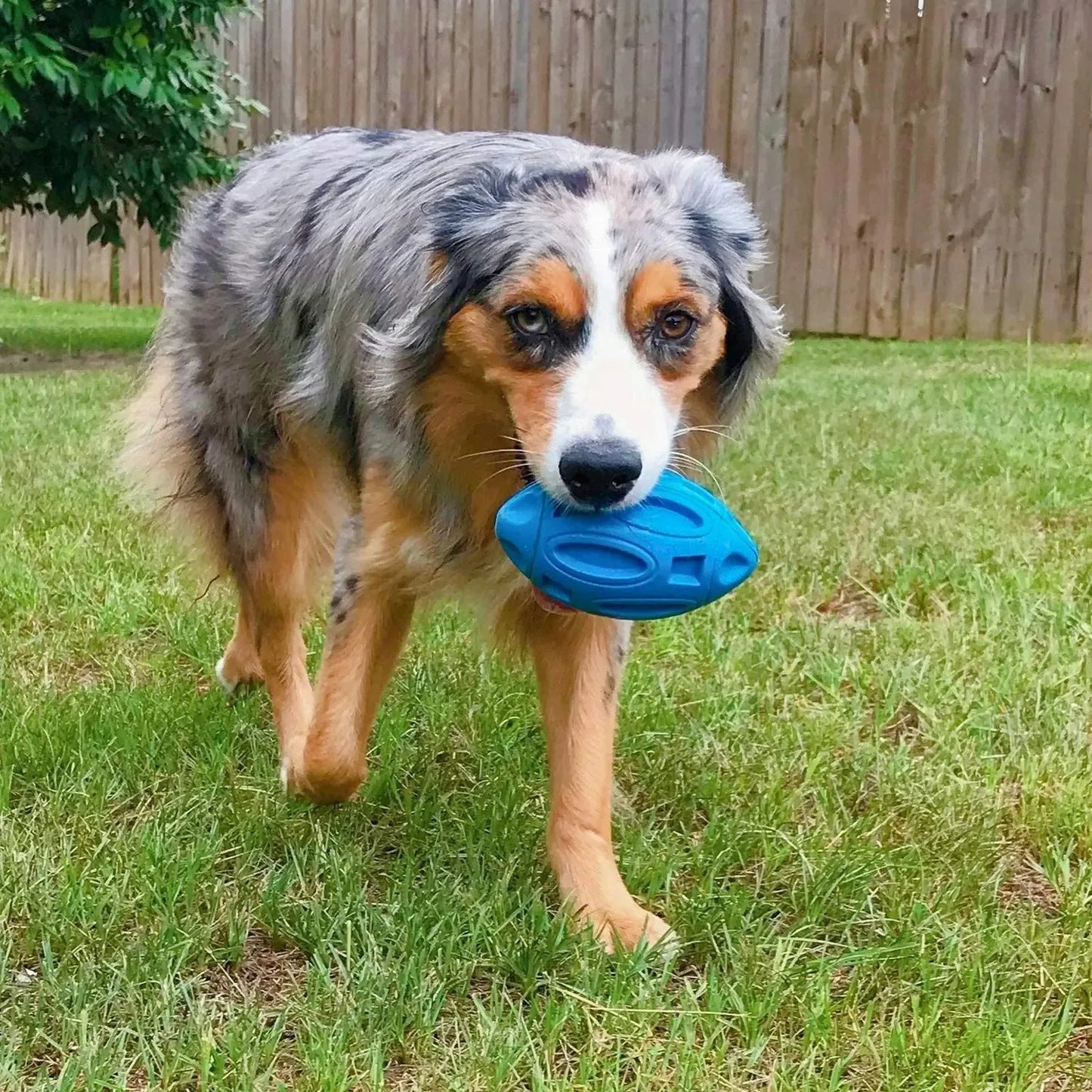 Dog Teeth grinding Squeaky Toy